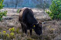 Zwarte rund in de uitgebloeide heide van Tina Linssen thumbnail