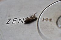 Zen