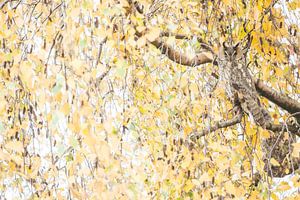 Camouflage uil van Danny Slijfer Natuurfotografie