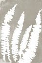 Witte varens in retro stijl. Moderne botanische minimalistische kunst in betongrijs en wit van Dina Dankers thumbnail