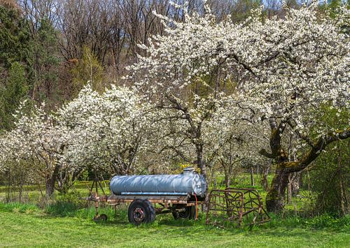 Vee drenken voor bloeiende kersenbomen