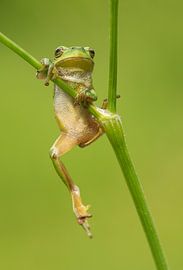 Tree frog hanging from whistwort in the Achterhoek by Jeroen Stel
