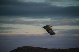Auf rosa Wolken von Cathfish photography by Cathie Lefieuw