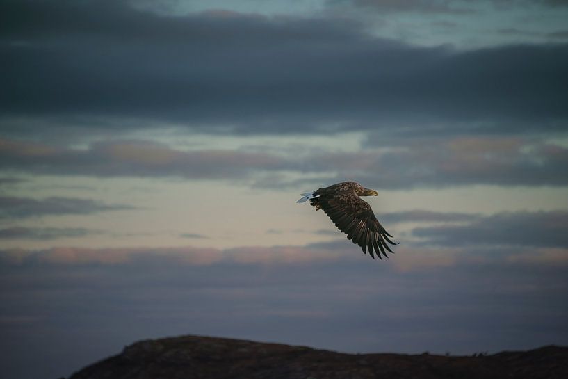 Auf rosa Wolken von Cathfish photography by Cathie Lefieuw