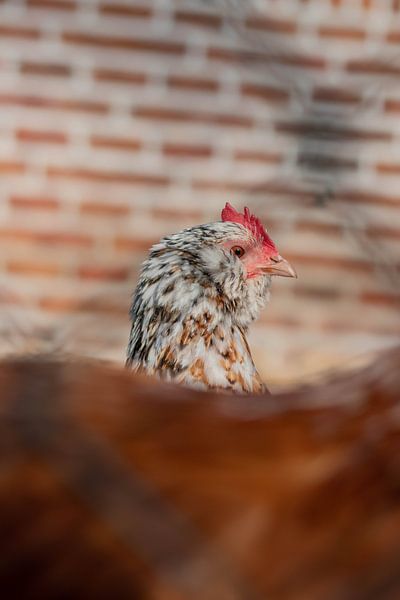 Hühnerstall von Selwyn Smeets - SaSmeets Photography