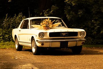 Ford Mustang van Jammiesfotos