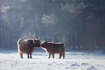 Schotse hooglander moeder met kalf in de sneeuw | winter | wildlife van Laura Dijkslag