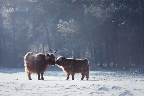 Schotse hooglander moeder met kalf in de sneeuw | winter | wildlife