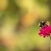 Bumblebee on Knautia arvensis by Tanja van Beuningen