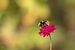 Hommel op rode beemdkroon (Knautia arvensis) van Tanja van Beuningen