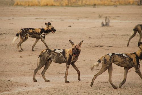African Wild Dogs