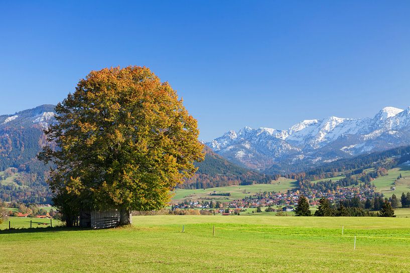 arbre solitaire en automne, Ostallgäu, Bavière, Allemagne par Markus Lange