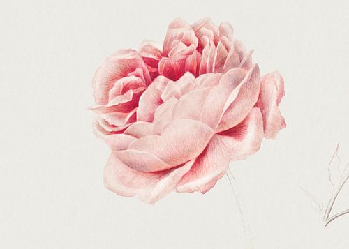 Georgius Jacobus Johannes van Os - Rose rouge