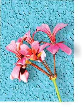 Prachtige rose bloem in een licht blauw achtergrond