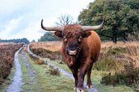 Scottish Highlander in Deeler Forest