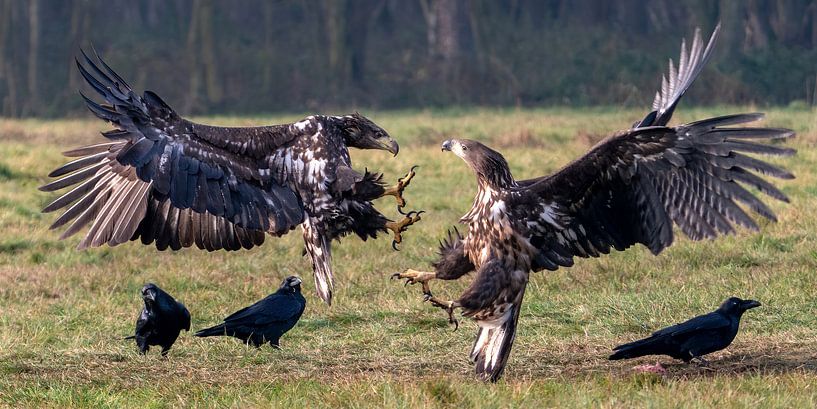 Vechtende Zeearenden van Bob de Bruin