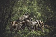 Zebras. von Niels Jaeqx Miniaturansicht