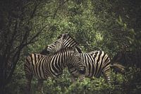 zebra's.