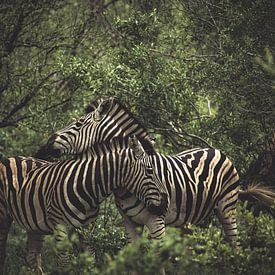 zebra's. van Niels Jaeqx