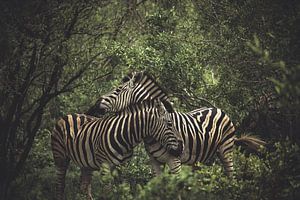 Zebras. von Niels Jaeqx