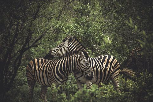 zebra's. van Niels Jaeqx