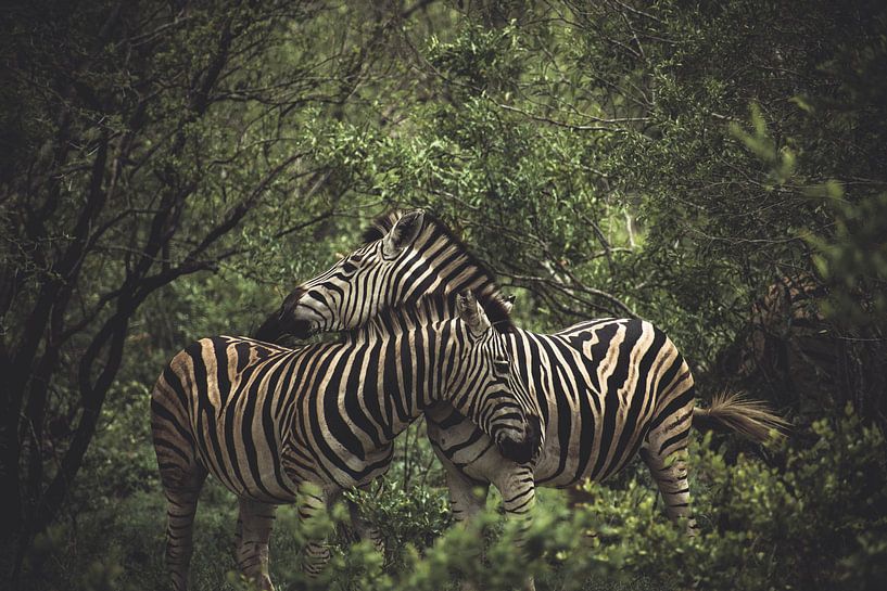 zebra's. van Niels Jaeqx