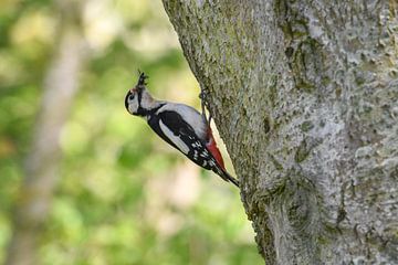 Grote Bonte specht  / Great spotted woodpecker