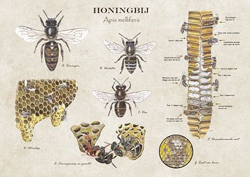 La vie de l'abeille à miel sur Jasper de Ruiter