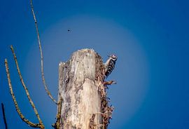 Small woodpecker by Thomas Depauw