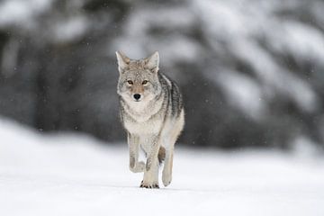 Coyote ( Canis latrans ), in winter, walking on frozen snow, light snowfall, watching, natural backg