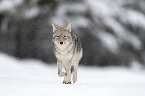 Kojote ( Canis latrans ) im Winter bei leichtem Schneefall, läuft über eine Schneefläche, sehr schön