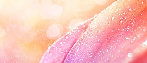 Pétales délicats avec perles de rosée