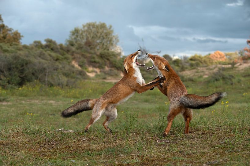 Jouer aux renards par Mike Seuters