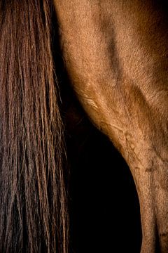 Close-up paard 6 van Lina Heirwegh