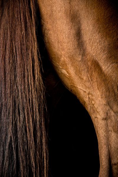 Gros plan sur le cheval 6 par Lina Heirwegh