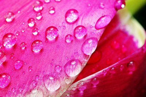 Tulp