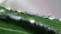 Groen blad met waterdruppels (macro-foto) van Eddy Westdijk thumbnail