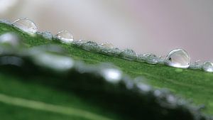 Feuilles vertes avec des gouttelettes d'eau (macro image)