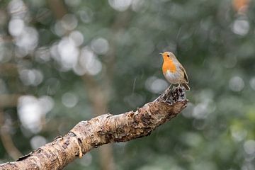 Roodborstje in de regen van Karin van Rooijen Fotografie