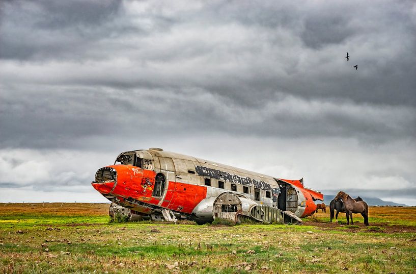 Vliegtuigwrak Douglas DC 3 met paarden in het noord oosten van IJsland van Ron van der Stappen