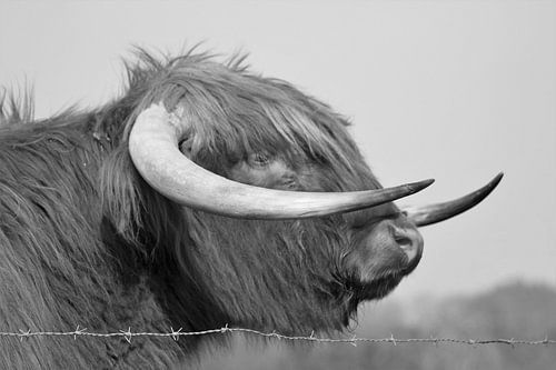 Schotse Hooglander zwart/wit