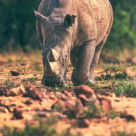 Rhinocéros de Namibie dans la réserve d'Okonjima sur Jean Claude Castor