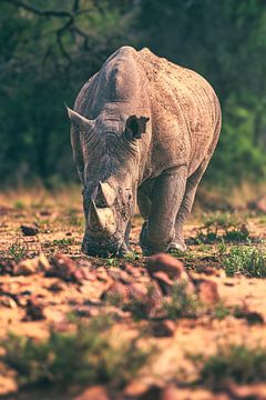 Namibia rhino in the Okonjima Reserve by Jean Claude Castor