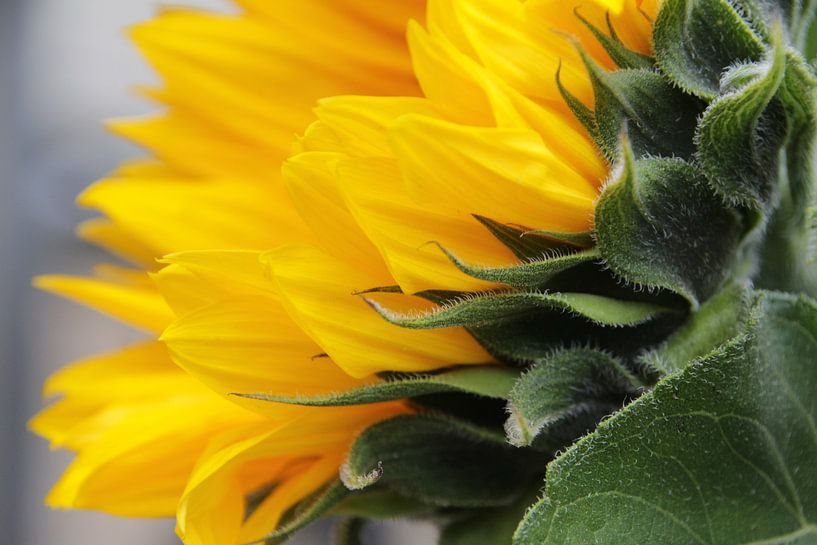 Zonnebloem par Marjolein de Boer-Muller