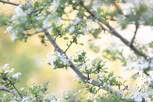 Étude de printemps : Une danse de lumière et de fleurs