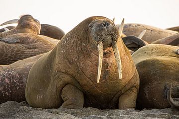 Walrussen op het strand