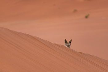 Nieuwsgierig jakhals in de Sossusvlei