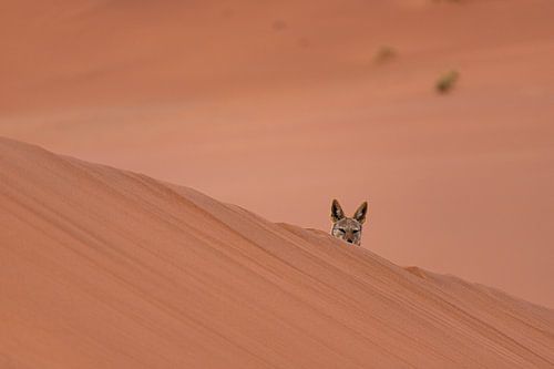 Chacal curieux dans le Sossusvlei