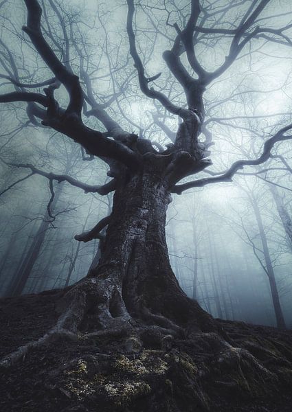 Sleepy witch by Rob Visser