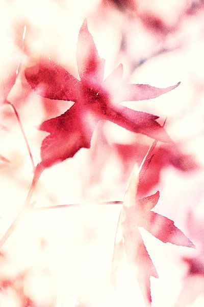 l'automne en rouge par jowan iven